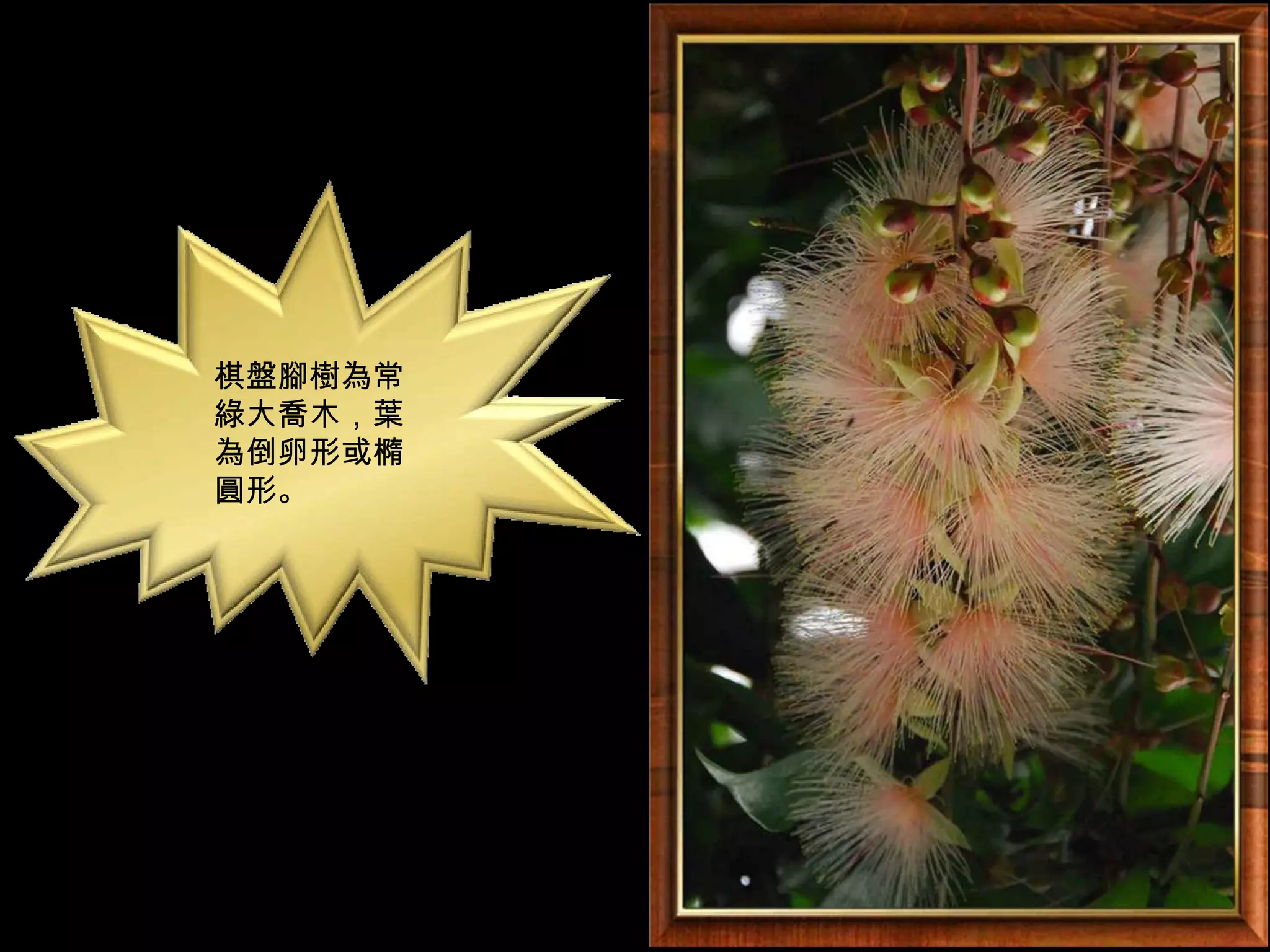 棋盤腳樹為常
綠大喬木，葉
為倒卵形或橢
圓形。
 