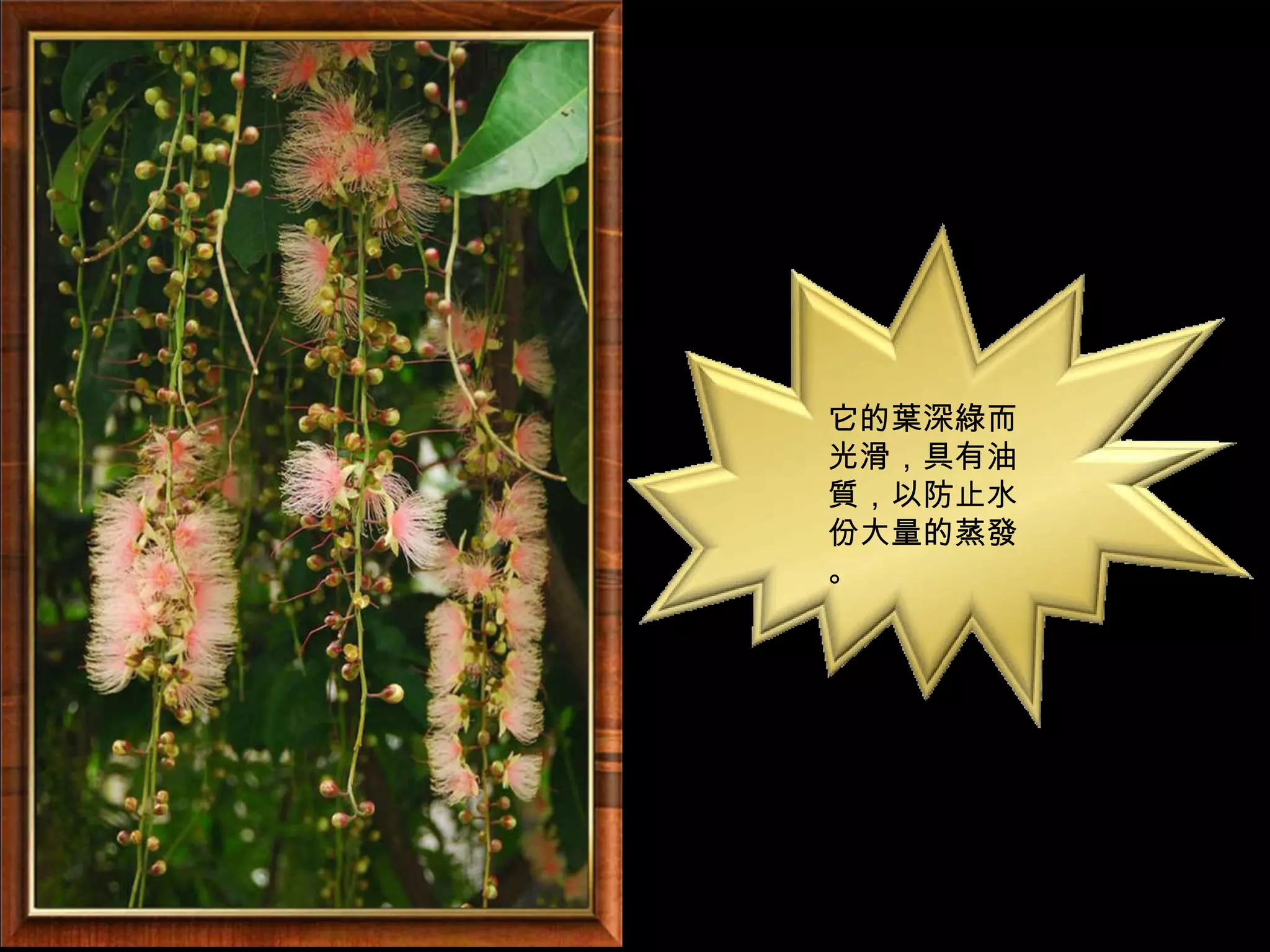 它的葉深綠而
光滑，具有油
質，以防止水
份大量的蒸發
。
 