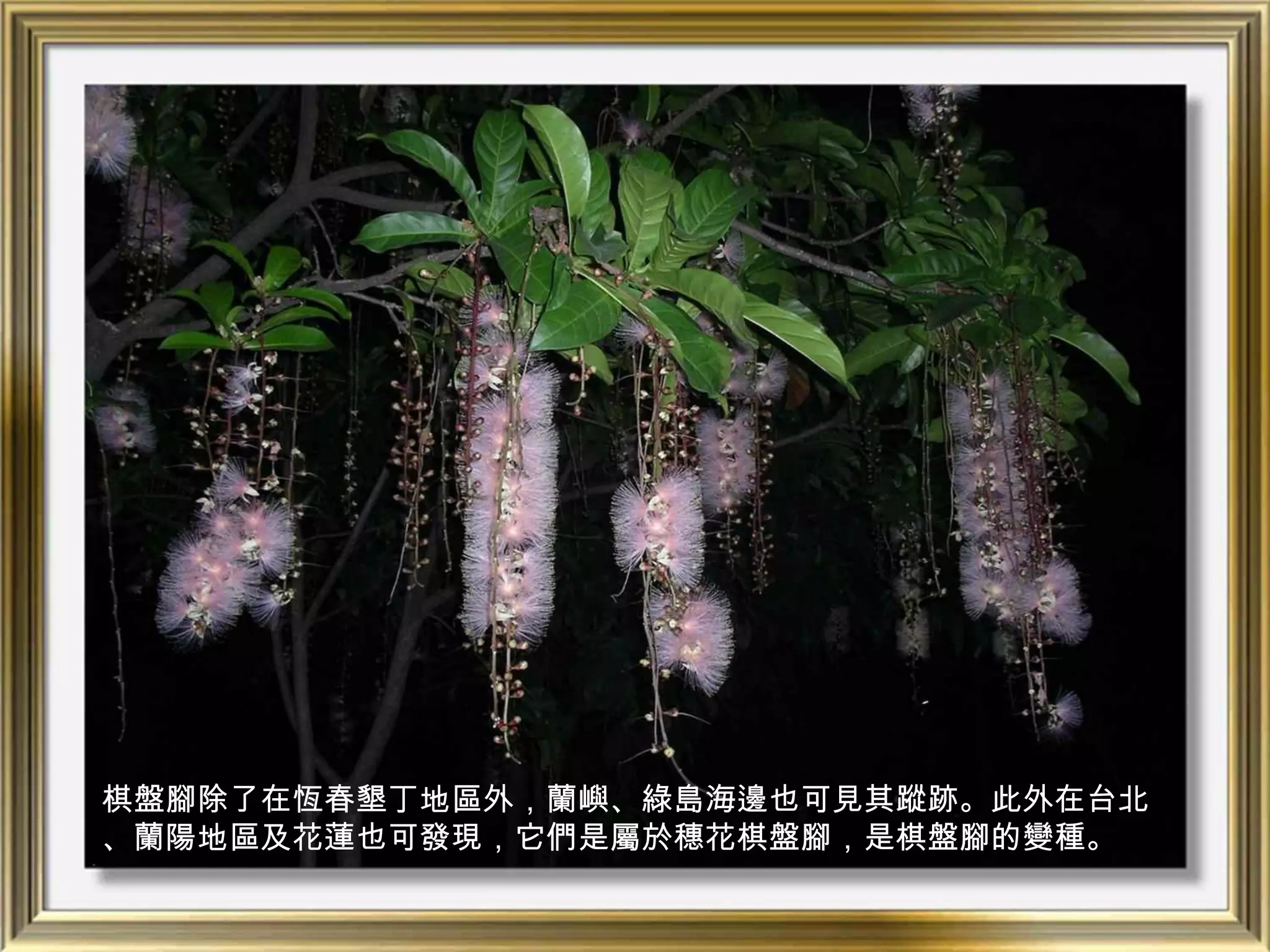 棋盤腳除了在恆春墾丁地區外，蘭嶼、綠島海邊也可見其蹤跡。此外在台北
、蘭陽地區及花蓮也可發現，它們是屬於穗花棋盤腳，是棋盤腳的變種。
 