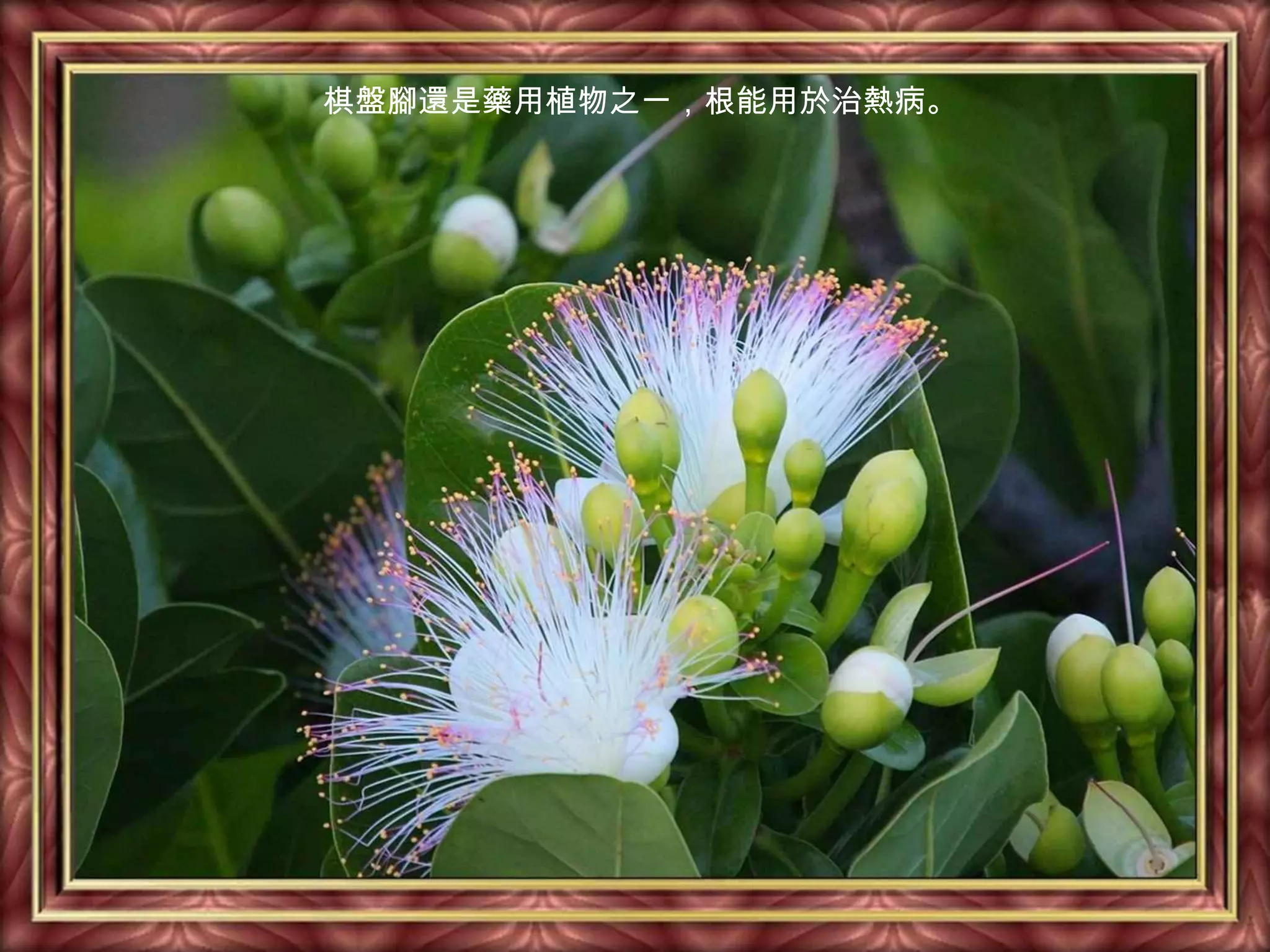 棋盤腳還是藥用植物之一，根能用於治熱病。
 