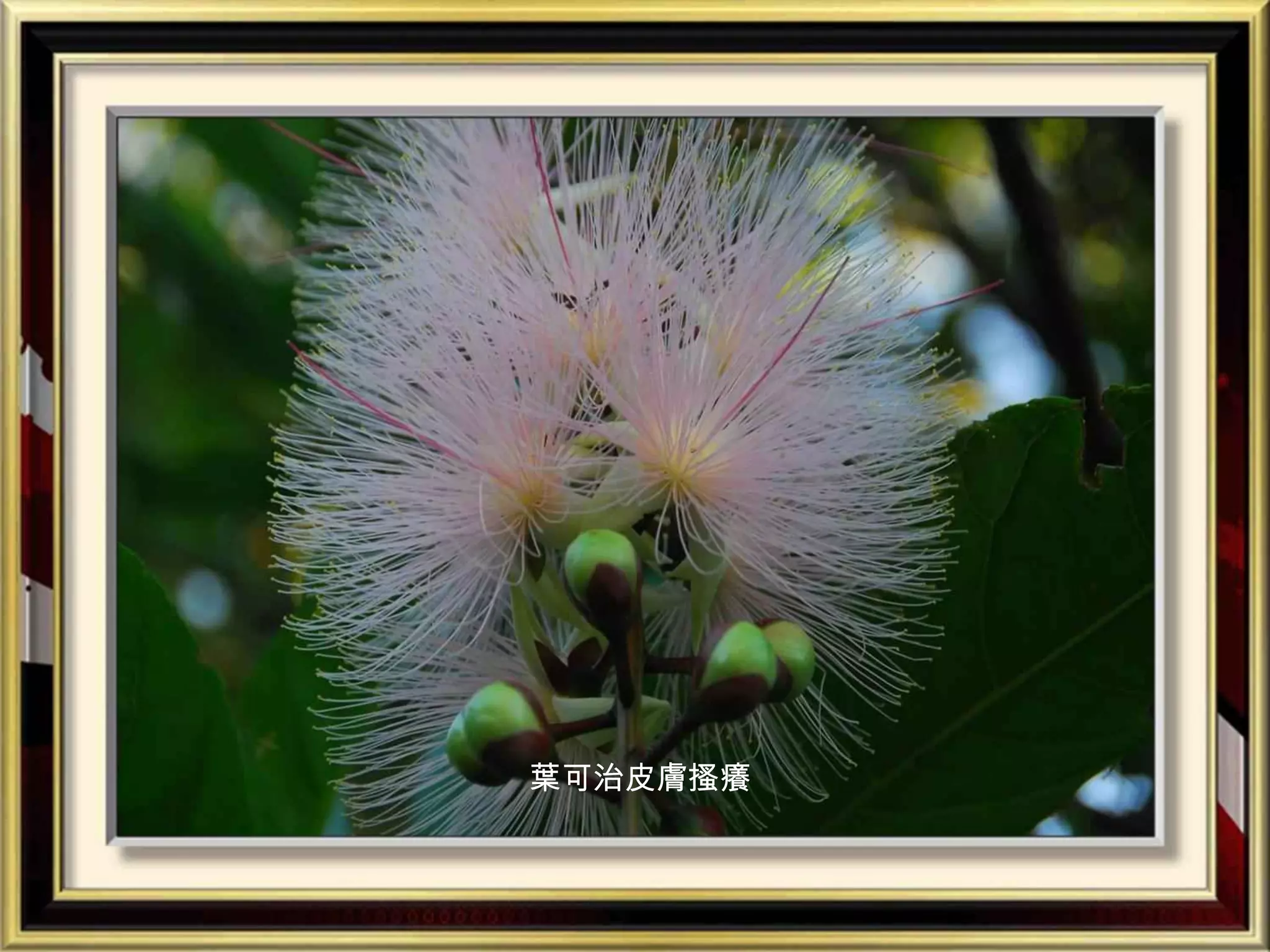 葉可治皮膚搔癢
 