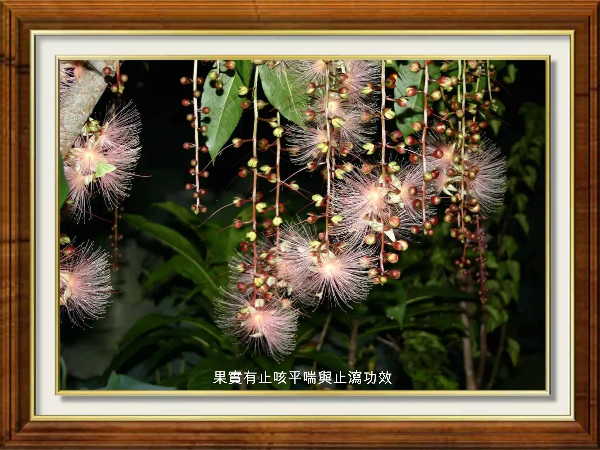 果實有止咳平喘與止瀉功效
 