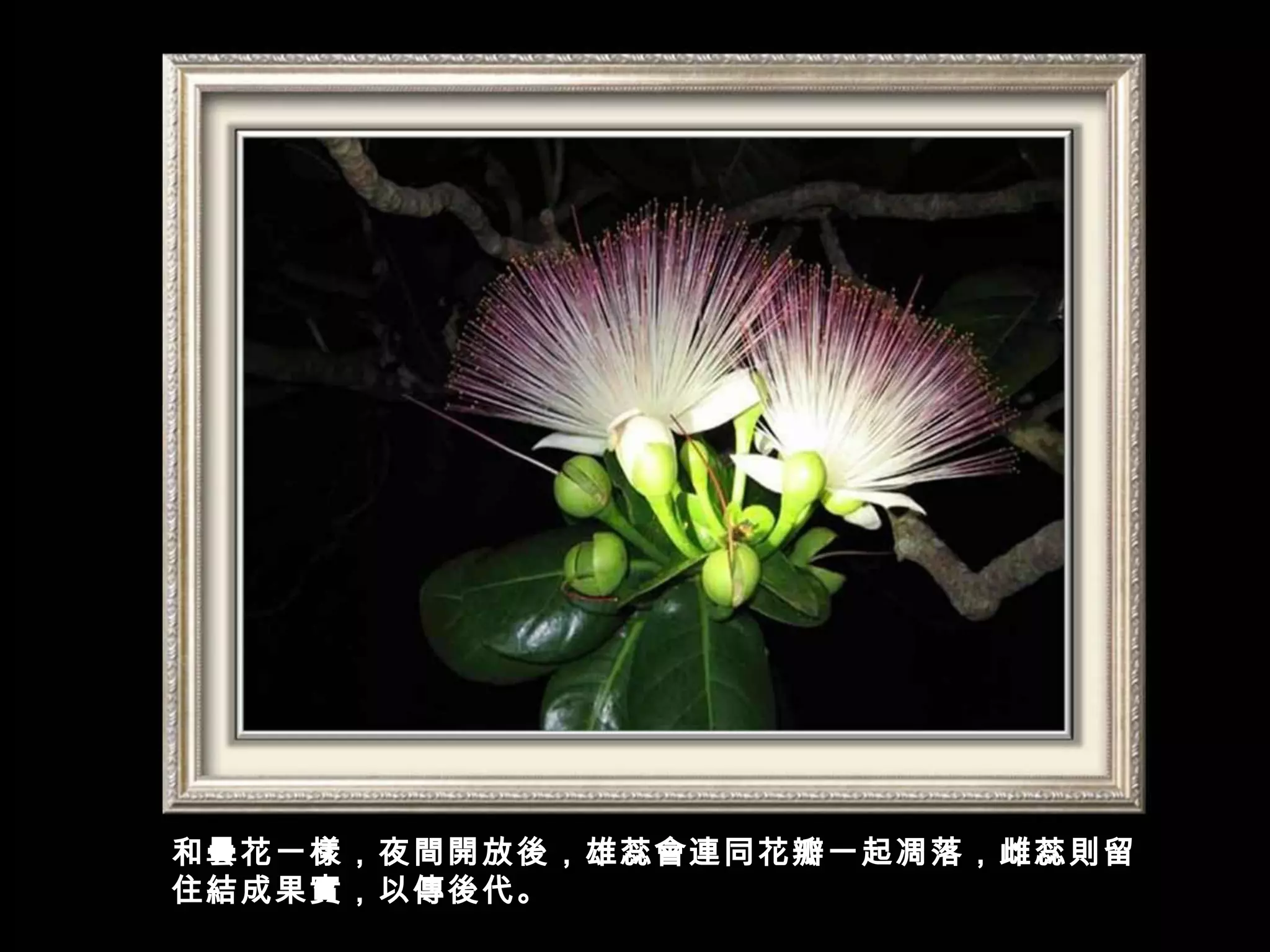 和曇花一樣，夜間開放後，雄蕊會連同花瓣一起凋落，雌蕊則留
住結成果實，以傳後代。
 