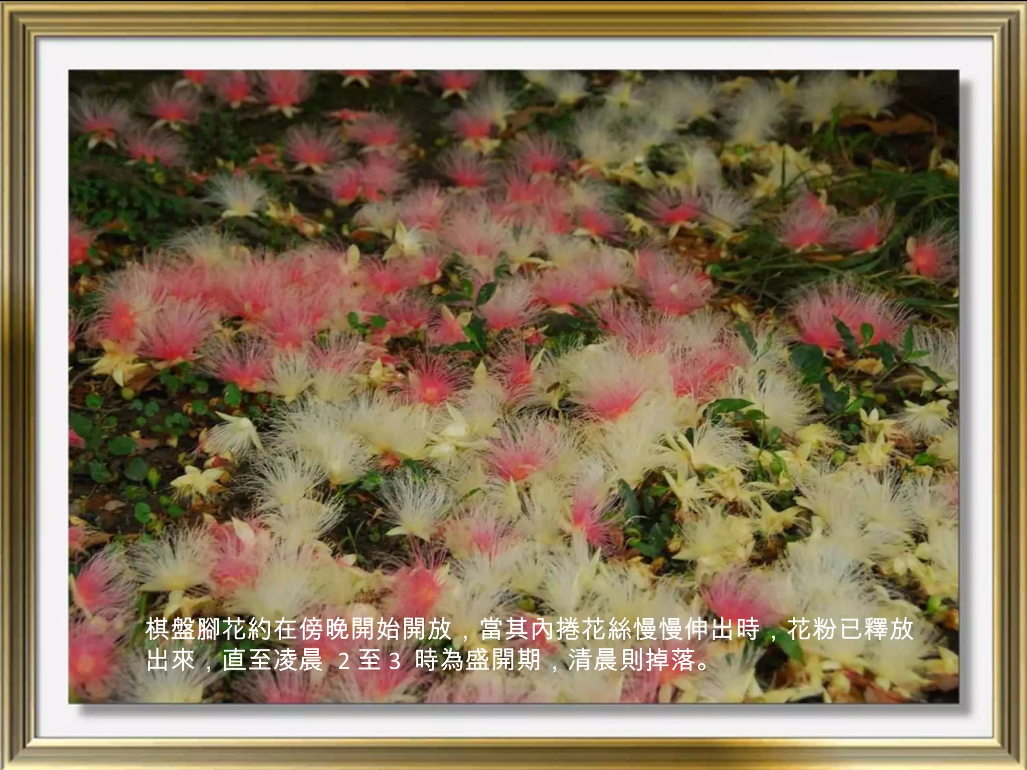 棋盤腳花約在傍晚開始開放，當其內捲花絲慢慢伸出時，花粉已釋放
出來，直至凌晨 2 至 3 時為盛開期，清晨則掉落。
 