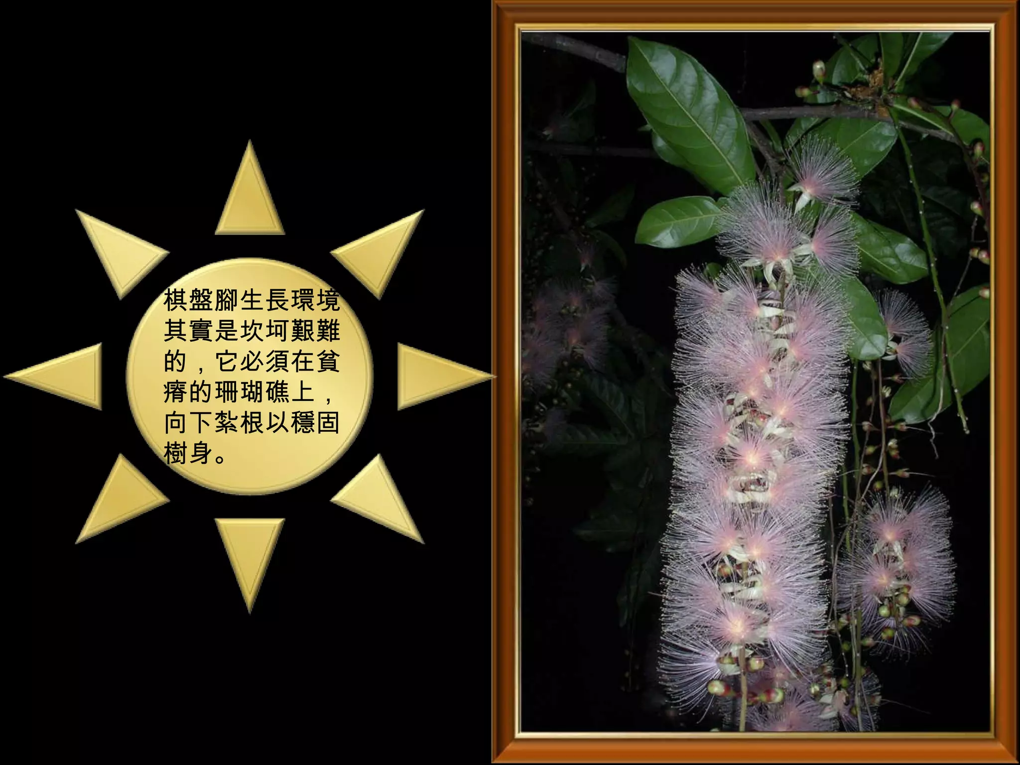 棋盤腳生長環境
其實是坎坷艱難
的，它必須在貧
瘠的珊瑚礁上，
向下紮根以穩固
樹身。
 