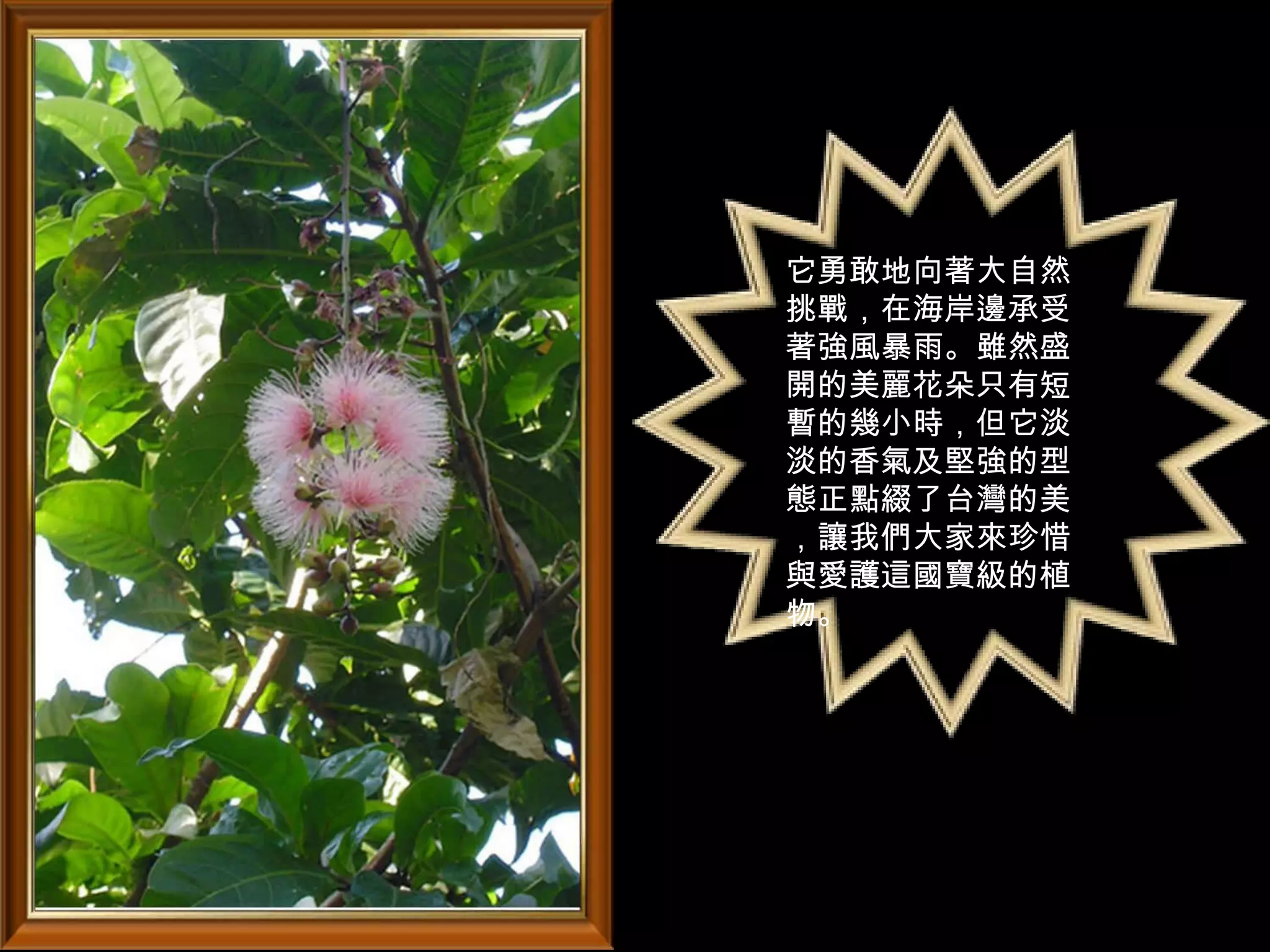 它勇敢地向著大自然
挑戰，在海岸邊承受
著強風暴雨。雖然盛
開的美麗花朵只有短
暫的幾小時，但它淡
淡的香氣及堅強的型
態正點綴了台灣的美
，讓我們大家來珍惜
與愛護這國寶級的植
物。
 