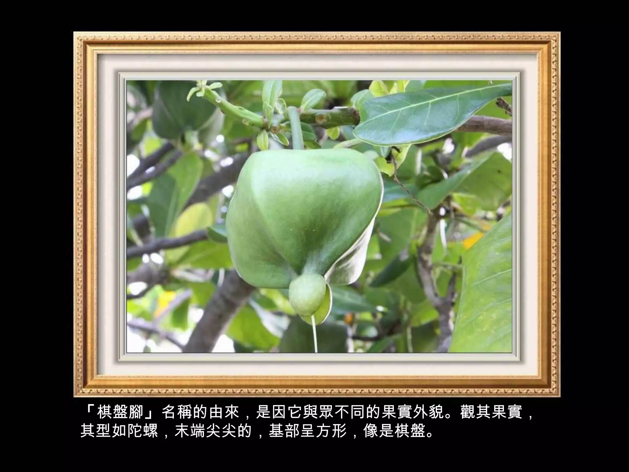 「棋盤腳」名稱的由來，是因它與眾不同的果實外貌。觀其果實，
其型如陀螺，末端尖尖的，基部呈方形，像是棋盤。
 