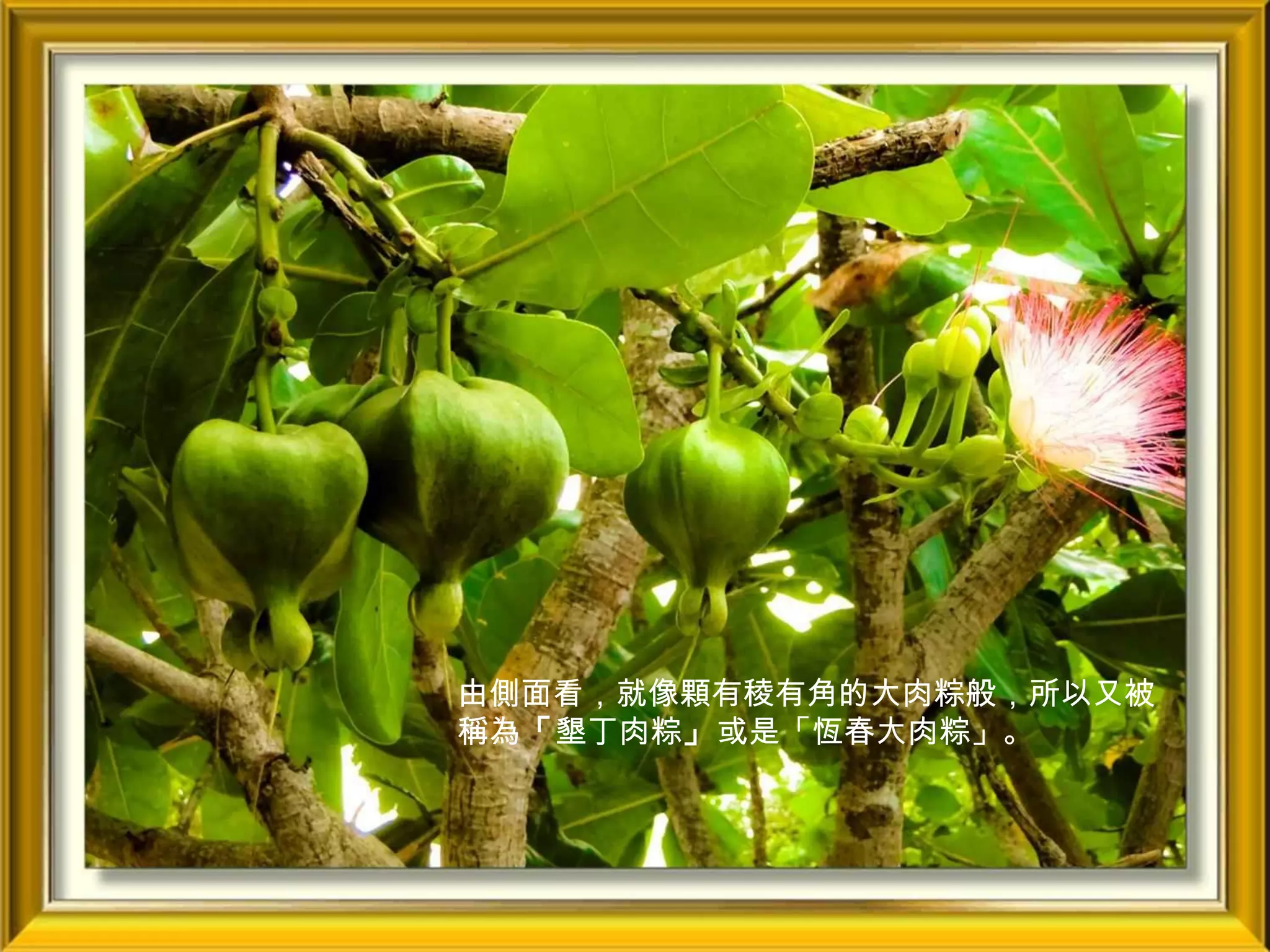 由側面看，就像顆有稜有角的大肉粽般，所以又被
稱為「墾丁肉粽」或是「恆春大肉粽」。
 