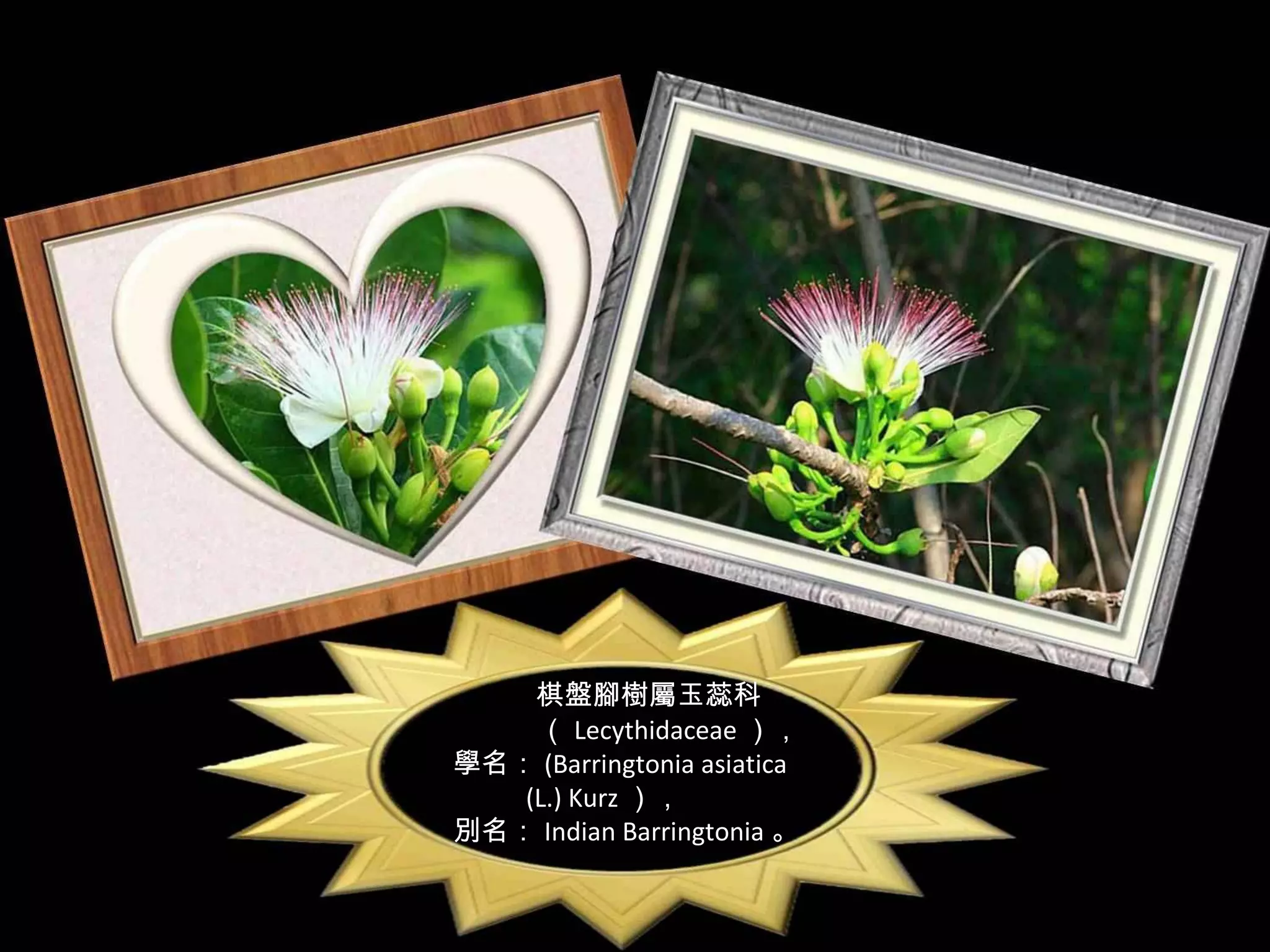 棋盤腳樹屬玉蕊科
    （ Lecythidaceae ），
學名： (Barringtonia asiatica
   (L.) Kurz ），
別名： Indian Barringtonia 。
 