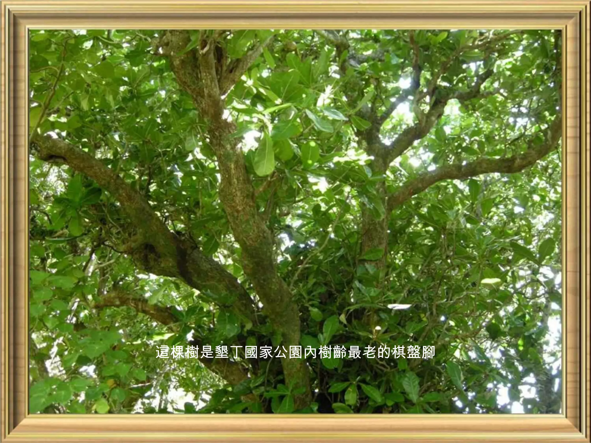 這棵樹是墾丁國家公園內樹齡最老的棋盤腳
 