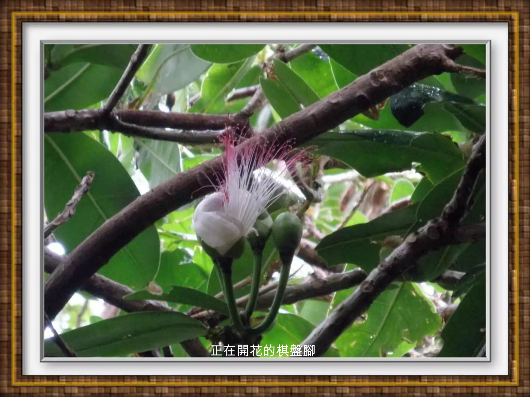 正在開花的棋盤腳
 