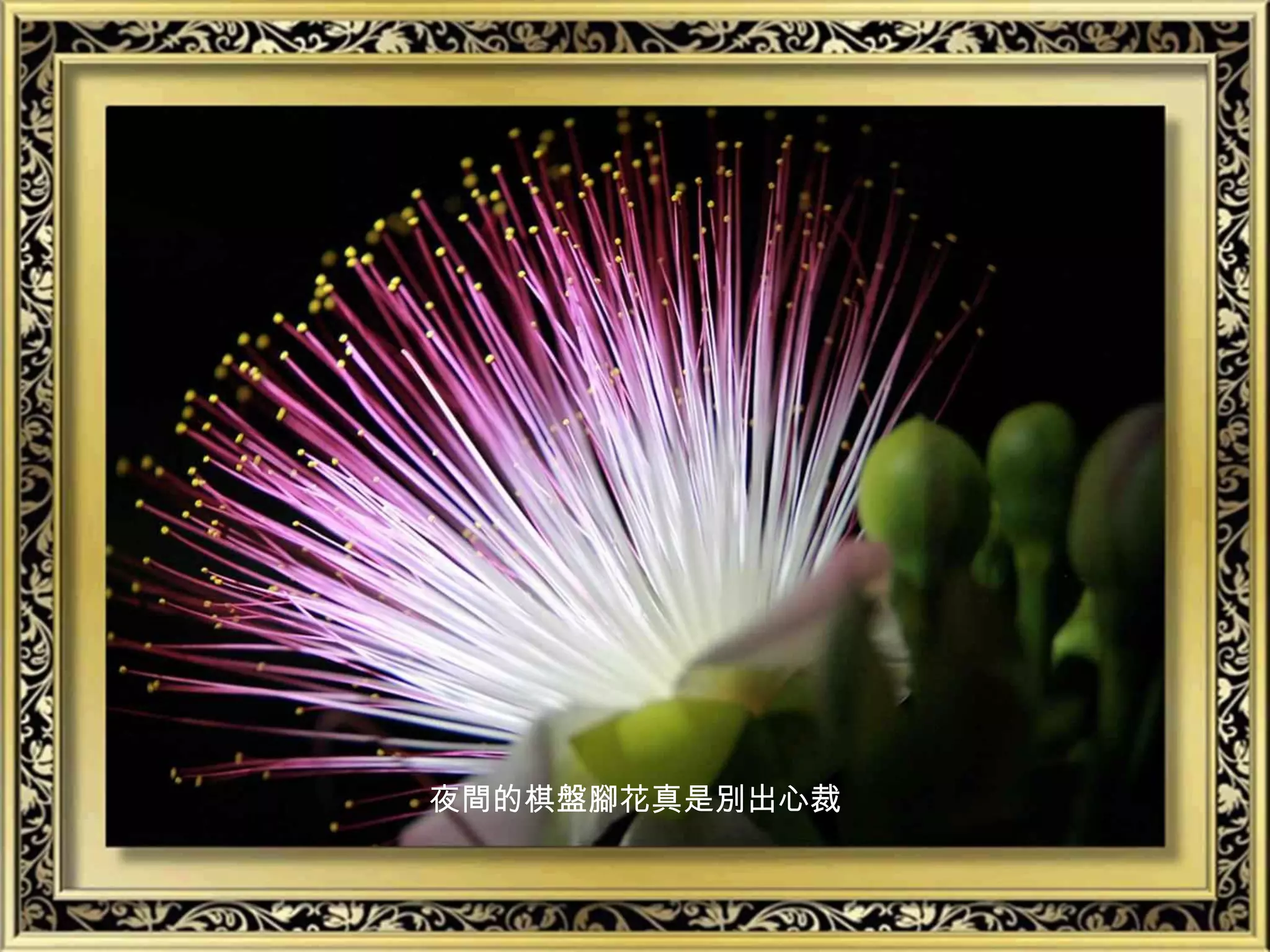 夜間的棋盤腳花真是別出心裁
 