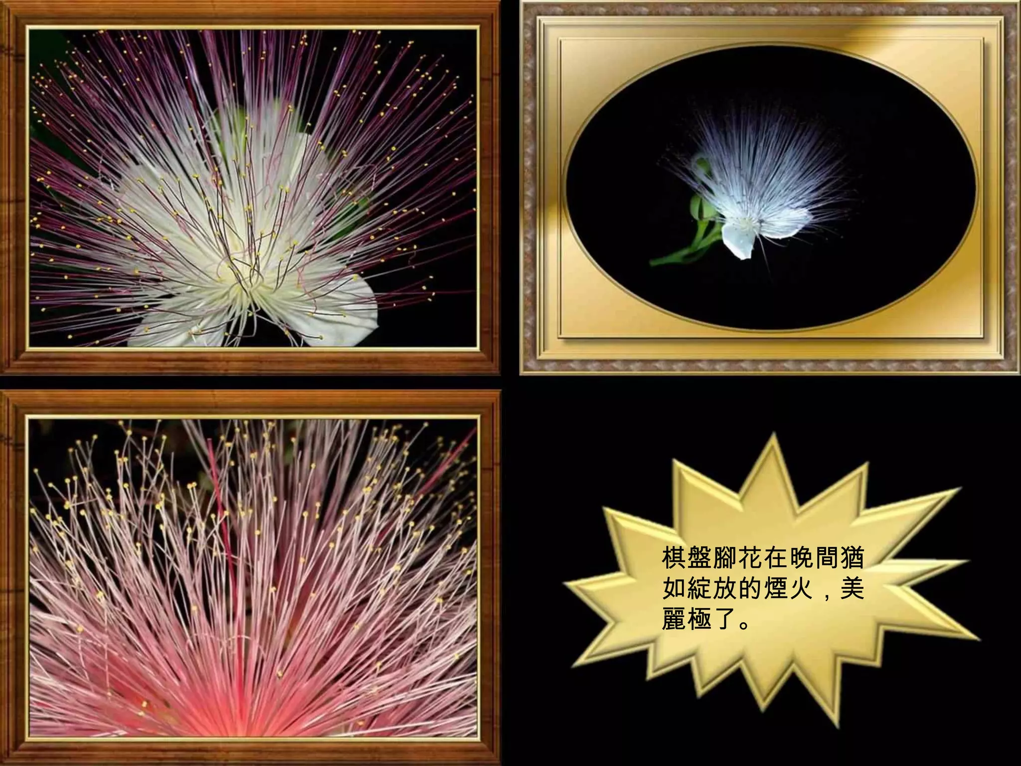 棋盤腳花在晚間猶
如綻放的煙火，美
麗極了。
 