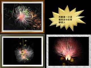 再觀賞一次這
種黑夜中的寧
靜煙火
 