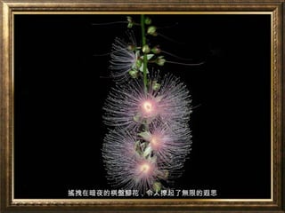 搖拽在暗夜的棋盤腳花，令人撩起了無限的遐思
 