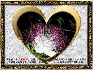 棋盤腳又有「魔鬼樹」之稱，此稱呼源自蘭嶼原住民認為棋盤腳總在夜裡開花
，所以稱它為魔鬼花。棋盤腳的花朵為總狀花序，花期是每年的五月到十月。
 