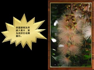 棋盤腳樹為常
綠大喬木，葉
為倒卵形或橢
圓形。
 