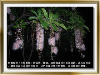 棋盤腳除了在恆春墾丁地區外，蘭嶼、綠島海邊也可見其蹤跡。此外在台北
、蘭陽地區及花蓮也可發現，它們是屬於穗花棋盤腳，是棋盤腳的變種。
 