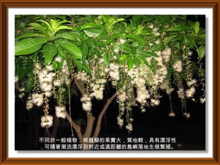 不同於一般植物，棋盤腳的果實大，質地輕，具有漂浮性
，可隨著潮流漂浮到附近或遠距離的島嶼落地生根繁殖。
 