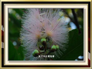 葉可治皮膚搔癢
 