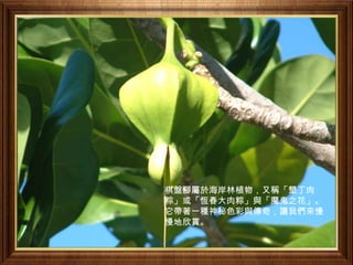 棋盤腳屬於海岸林植物，又稱「墾丁肉
粽」或「恆春大肉粽」與「魔鬼之花」。
它帶著一種神秘色彩與傳奇，讓我們來慢
慢地欣賞。
 