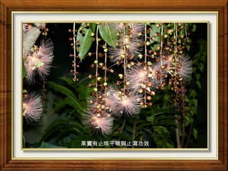 果實有止咳平喘與止瀉功效
 