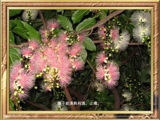 種子能清熱利濕、止痛。
 