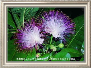 棋盤腳花朵在正中央有雌蕊一支，環繞在旁有四百多支雄蕊
 