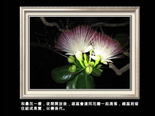 和曇花一樣，夜間開放後，雄蕊會連同花瓣一起凋落，雌蕊則留
住結成果實，以傳後代。
 