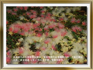 棋盤腳花約在傍晚開始開放，當其內捲花絲慢慢伸出時，花粉已釋放
出來，直至凌晨 2 至 3 時為盛開期，清晨則掉落。
 