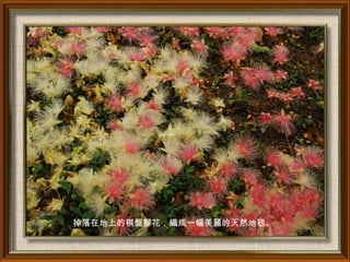 掉落在地上的棋盤腳花，織成一幅美麗的天然地毯。
 