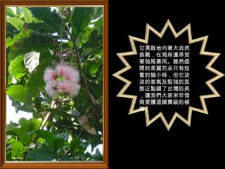 它勇敢地向著大自然
挑戰，在海岸邊承受
著強風暴雨。雖然盛
開的美麗花朵只有短
暫的幾小時，但它淡
淡的香氣及堅強的型
態正點綴了台灣的美
，讓我們大家來珍惜
與愛護這國寶級的植
物。
 