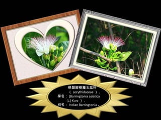 棋盤腳樹屬玉蕊科
    （ Lecythidaceae ），
學名： (Barringtonia asiatica
   (L.) Kurz ），
別名： Indian Barringtonia 。
 