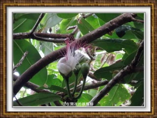 正在開花的棋盤腳
 