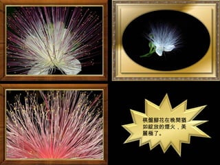 棋盤腳花在晚間猶
如綻放的煙火，美
麗極了。
 