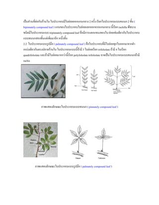 เปนสวนที่ตอกับกานใบ ใบประกอบมีใบยอยออกแกนกลาง 2 ครั้ง เรียกใบประกอบแบบขนนก 2 ชั้น (
bipinnately compound leaf ) แกนของใบประกอบใบยอยแยกออกจากแกนกลาง นี้เรียก rachilla พืชบาง
ชนิดมีใบประกอบแบบ tripinnately compound leaf คือมีการแตกแขนงของใบ ยอยเชนเดียวกับใบประกอบ
แบบขนนกสองชั้นแตเพิ่มมาอีก หนึ่งชั้น
2.2 ใบประกอบแบบรูปมือ ( palmately compound leaf ) คือใบประกอบที่มีใบยอยทุกใบออกมาจากตํา
เหนงเดียวกันตรงปลายกานใบ ใบประกอบแบบนี้ถามี 3 ใบยอยเรียก trifoliolate ถามี 4 ใบเรียก
quadrifoliolate และถามีใบยอยมากกวานีเ้ รียก polyfoliolate trifoliolate อาจเปนใบประกอบแบบขนนกถามี
rachis




               ภาพแสดงลักษณะใบประกอบแบบขนนก ( pinnately compound leaf )




          ภาพแสดงลักษณะใบประกอบแบบรูปมือ ( palmately compound leaf )
 