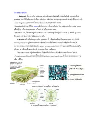โครงสรางภายในใบ
      1 Epidermis ประกอบดวย epidermal cell อยูดานนอกทั้งสองขางของแผนใบ มี cuticle เคลือบ
epidermal cell นี้มีชั้นเดียว ยกเวนพืชบางชนิดมีหลายชันเรียก multiple epidermis ซึ่งทําหนาที่เก็บสะสมน้ํา
                                                         ้
( water storge tissue ) นอกจากนี้ยังมี epidermal cells ที่มีรูปรางตางกันคือ
1.1 guard cell หนึ่งคูทําใหเกิด stoma หรือเรียกปากใบซึ่งอยูระดับเดียวกับ epidermis เรียก typical stoma
หรืออยูต่ํากวาเรียก sunken stoma หรืออยูสูงกวาเรียก raised stoma
1.2 bulliform cell, มีขนาดใหญกวา epidermal cell ธรรมดา อยูเปนกลุมประมาณ 3 – 5 เซลลที่ epidermis
ดานบน ทําหนาที่เกียวกับการมวนงอของกานใบ
                      ่
      2 Mesophyll เปนเนื้อเยื่ออยูระหวาง epidermis ทั้ง 2 ดานสวนใหญเปน parenchyma สองชนิดคือ
palisade parenchyma รูปทรงกระบอกเรียงชิดกันในแนวดิ่งมีคลอโรพลาสตมากซึ่งเปนสิ่งสําคัญใน
กระบวนการสังเคราะหแสง อีกชนิดคือ spongy parenchyma ขนาดและรูปรางของเซลลไมแนนอนอยูกัน
อยางหลวม ๆ มีคลอโรพลาสตและมีชองอากาศนอยกวาชนิดแรก
     3 Vascular bundle กลุมทอลําเลียงของใบซึ่งไดแก เสนกลางใบ เสนใบ และเสนแขนงใบซึ่งมี
xylem,phloem,cambium นอกจากนี้ยังมีเนือเยื่อcollenchyma, sclerenchyma, ที่เพิ่มความเหนียวและความ
                                            ้
แข็งแรงใหแก




                           ภาพแสดงลักษณะโครงสรางภายในของใบ




                          ภาพแสดงลักษณะของปากใบ (stomata)
 