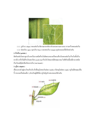 1.1.1 รูปราง ( shape ) ของแผนใบ พิจารณาจากอัตราสวนตามความยาวและ ความกวางของแผนใบ
      1.1.2 ปลายใบ ( apex ) ฐานใบ ( base ) และขอบใบ ( margin )รูปแบบและชื่อเรียกตางกัน
2. กานใบ ( petiole )
ติดกับแผนใบตรงฐานใบ ยกเวนบางชนิดกานใบติดตรงกลางหรือตรงดานในของแผนใบ กานใบสันบาง          ้
ยาวบาง หรือไมมีกานใบเลย เรียก sessile leaf กานใบโดยมากมีลักษณะกลม ใบพืชใบเลี้ยงเดียวบางชนิด
                                                                                           ่
กานใบแผหุมลําตนเรียกกาบใบ ( leaf sheath )
3. หูใบ ( stipule )
เปนระยางค อยูตรงโคนกานใบ ถาเปนหูใบของในยอย ( leaflet ) เรียกหูใบยอย ( stiple ) หูใบมีลักษณะเปน
ริ้ว หนามหรือตอมเล็ก ๆ สวนใหญมีสีเขียว หูใบมีรูปรางขนาดและสีตางกัน
                                                                   
 