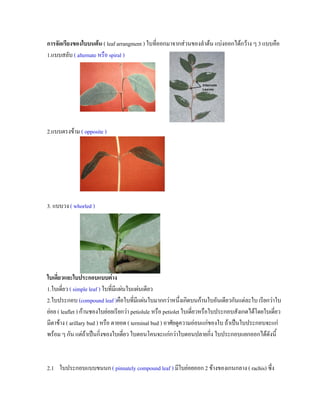 การจัดเรียงของใบบนตน ( leaf arrangment ) ใบที่ออกมาจากสวนของลําตน แบงออกไดกวาง ๆ 3 แบบคือ
1.แบบสลับ ( alternate หรือ spiral )




2.แบบตรงขาม ( opposite )




3. แบบวง ( whorled )




ใบเดี่ยวและใบประกอบแบบตาง
1.ใบเดียว ( simple leaf ) ใบที่มีแผนใบแผนเดียว
        ่
2.ใบประกอบ (compound leaf )คือใบที่มีแผนใบมากกวาหนึ่งเกิดบนกานใบอันเดียวกันแตละใบ เรียกวาใบ
ยอย ( leaflet ) กานชองใบยอยเรียกวา petiolule หรือ petiolet ใบเดียวหรือใบประกอบสังเกตไดโดยใบเดี่ยว
                                                                    ่
มีตาขาง ( arillary bud ) หรือ ตายอด ( terminal bud ) อาศัยดูความออนแกของใบ ถาเปนใบประกอบจะแก
พรอม ๆ กัน แตถาเปนกิ่งของใบเดียว ใบตอนโคนจะแกกวาใบตอนปลายกิ่ง ใบประกอบแยกออกไดดังนี้
                                    ่



2.1 ใบประกอบแบบขนนก ( pinnately compound leaf ) มีใบยอยออก 2 ขางของเกนกลาง ( rachis) ซึ่ง
 