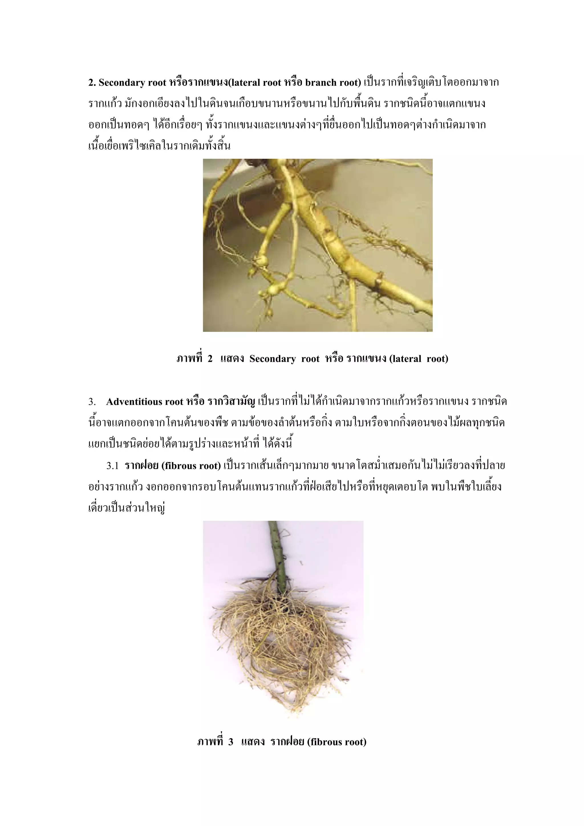 2. Secondary root หรือรากแขนง(lateral root หรือ branch root) เปนรากที่เจริญเติบโตออกมาจาก
รากแกว มักงอกเอียงลงไปในดินจนเกือบขนานหรือขนานไปกับพืนดิน รากชนิดนี้อาจแตกแขนง
                                                            ้
ออกเปนทอดๆ ไดอีกเรื่อยๆ ทั้งรากแขนงและแขนงตางๆที่ยื่นออกไปเปนทอดๆตางกําเนิดมาจาก
เนื้อเยื่อเพริไซเคิลในรากเดิมทั้งสิ้น




                   ภาพที่ 2 แสดง Secondary root หรือ รากแขนง (lateral root)

3. Adventitious root หรือ รากวิสามัญ เปนรากที่ไมไดกําเนิดมาจากรากแกวหรือรากแขนง รากชนิด
นี้อาจแตกออกจากโคนตนของพืช ตามขอของลําตนหรือกิ่ง ตามใบหรือจากกิ่งตอนของไมผลทุกชนิด
แยกเปนชนิดยอยไดตามรูปรางและหนาที่ ไดดังนี้
      3.1 รากฝอย (fibrous root) เปนรากเสนเล็กๆมากมาย ขนาดโตสม่ําเสมอกันไมไมเรียวลงที่ปลาย
อยางรากแกว งอกออกจากรอบโคนตนแทนรากแกวที่ฝอเสียไปหรือทีหยุดเตอบโต พบในพืชใบเลี้ยง
                                                                ่
เดี่ยวเปนสวนใหญ




                        ภาพที่ 3 แสดง รากฝอย (fibrous root)
 