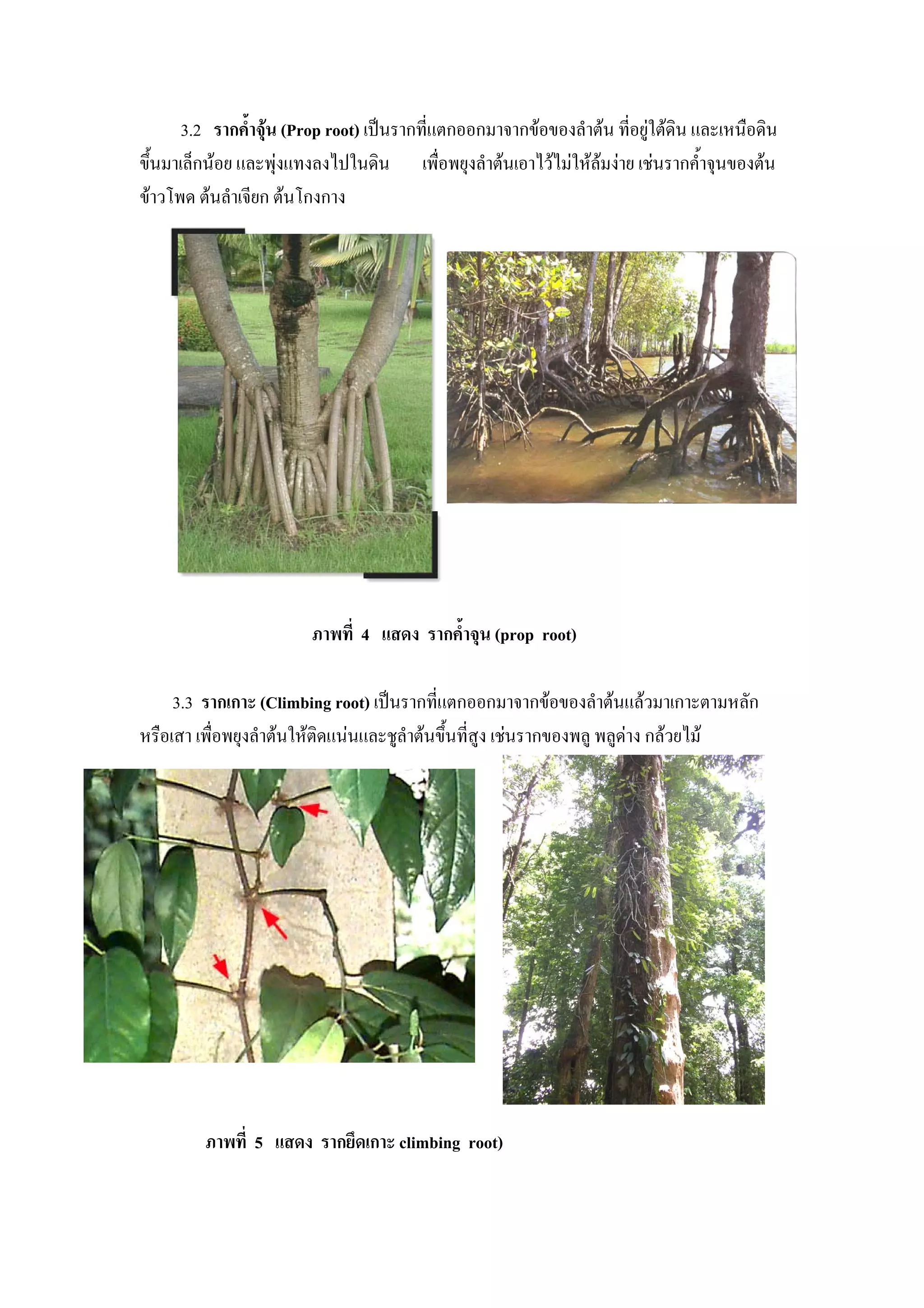 3.2 รากค้ําจุน (Prop root) เปนรากที่แตกออกมาจากขอของลําตน ที่อยูใตดิน และเหนือดิน
ขึ้นมาเล็กนอย และพุงแทงลงไปในดิน เพื่อพยุงลําตนเอาไวไมใหลมงาย เชนรากค้ําจุนของตน
ขาวโพด ตนลําเจียก ตนโกงกาง




                         ภาพที่ 4 แสดง รากค้ําจุน (prop root)

     3.3 รากเกาะ (Climbing root) เปนรากที่แตกออกมาจากขอของลําตนแลวมาเกาะตามหลัก
หรือเสา เพื่อพยุงลําตนใหติดแนนและชูลําตนขึ้นที่สูง เชนรากของพลู พลูดาง กลวยไม




         ภาพที่ 5 แสดง รากยึดเกาะ climbing root)
 