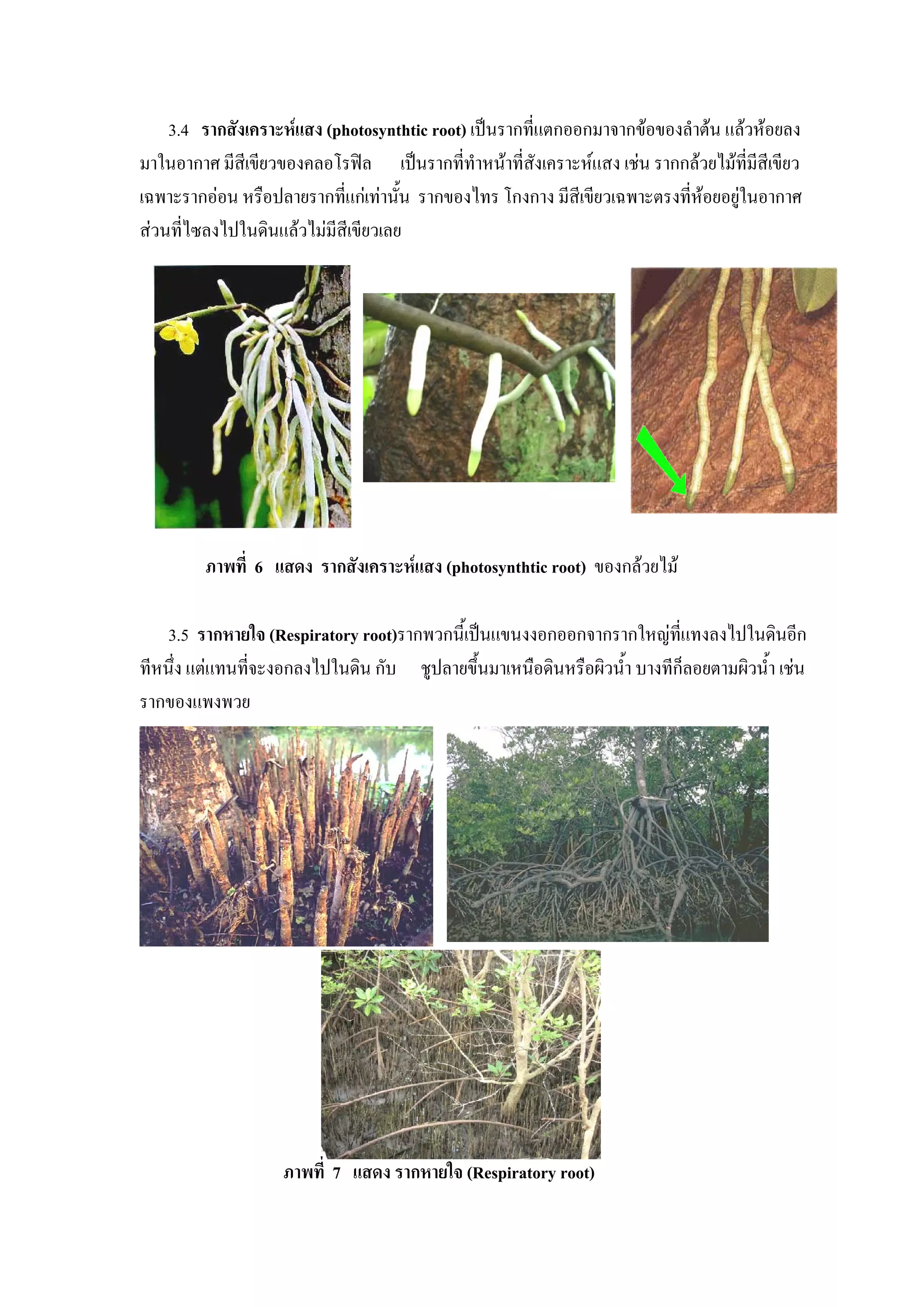 3.4 รากสังเคราะหแสง (photosynthtic root) เปนรากที่แตกออกมาจากขอของลําตน แลวหอยลง
มาในอากาศ มีสีเขียวของคลอโรฟล เปนรากที่ทําหนาที่สังเคราะหแสง เชน รากกลวยไมที่มีสีเขียว
เฉพาะรากออน หรือปลายรากที่แกเทานั้น รากของไทร โกงกาง มีสีเขียวเฉพาะตรงที่หอยอยูในอากาศ
                                                                                   
สวนที่ไซลงไปในดินแลวไมมีสีเขียวเลย




         ภาพที่ 6 แสดง รากสังเคราะหแสง (photosynthtic root) ของกลวยไม

    3.5 รากหายใจ (Respiratory root)รากพวกนี้เปนแขนงงอกออกจากรากใหญที่แทงลงไปในดินอีก
ทีหนึ่ง แตแทนที่จะงอกลงไปในดิน กับ ชูปลายขึ้นมาเหนือดินหรือผิวน้ํา บางทีก็ลอยตามผิวน้ํา เชน
รากของแพงพวย




                    ภาพที่ 7 แสดง รากหายใจ (Respiratory root)
 
