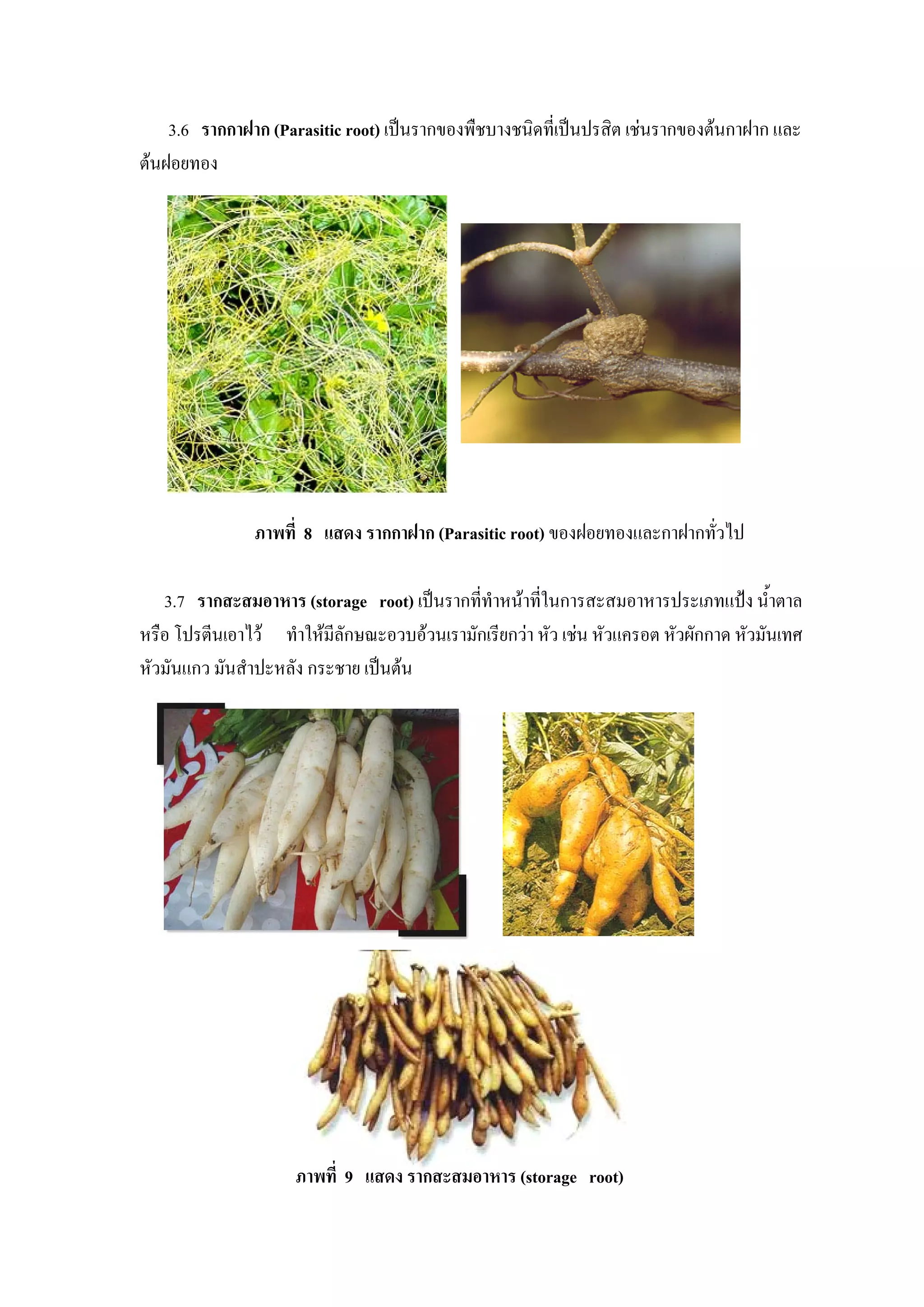 3.6 รากกาฝาก (Parasitic root) เปนรากของพืชบางชนิดที่เปนปรสิต เชนรากของตนกาฝาก และ
ตนฝอยทอง




               ภาพที่ 8 แสดง รากกาฝาก (Parasitic root) ของฝอยทองและกาฝากทั่วไป

   3.7 รากสะสมอาหาร (storage root) เปนรากที่ทําหนาที่ในการสะสมอาหารประเภทแปง น้ําตาล
หรือ โปรตีนเอาไว ทําใหมีลักษณะอวบอวนเรามักเรียกวา หัว เชน หัวแครอต หัวผักกาด หัวมันเทศ
หัวมันแกว มันสําปะหลัง กระชาย เปนตน




                     ภาพที่ 9 แสดง รากสะสมอาหาร (storage root)
 