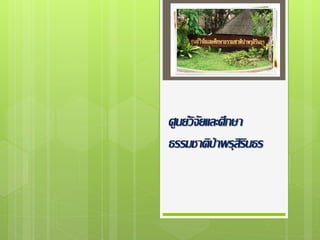 ศูนย์วิจัยและศึกษา
ธรรมชาติป่าพรุสิรินธร
 