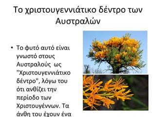 Το χριστουγεννιάτικο δέντρο των
          Αυστραλών

• Το φυτό αυτό είναι
  γνωστό στους
  Αυστραλούς ως
  "Χριστουγεννιάτικο
  δέντρο", λόγω του
  ότι ανθίζει την
  περίοδο των
  Χριστουγέννων. Τα
  άνθη του έχουν ένα
 