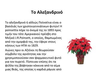 Το Αλεξανδρινό

Το αλεξανδρινό ή αλλιώς Ποϊνσέτια είναι ο
βασιλιάς των χριστουγεννιάτικων φυτών! Η
poinsettia πήρε το όνομά της το 1893 προς
τιμήν του τότε Αμερικανού πρέσβη στο
Μεξικό J.R.Poinsett, ο οποίος, θαμπωμένος
από την ομορφιά της, την έφερε στους
κήπους των ΗΠΑ το 1829.
Αιώνες πριν οι Αζτέκοι τη θεωρούσαν
σύμβολο της αγνότητας και την
χρησιμοποιούσαν σαν φαρμακευτικό φυτό
για τον πυρετό. Πίστευαν επίσης ότι τα
φύλλα της βάφτηκαν κόκκινα από το αίμα
μιας θεάς, της οποίας η καρδιά ράγισε από
 