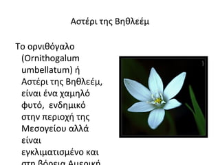 Αστέρι της Βηθλεέμ

Το ορνιθόγαλο
 (Ornithogalum
 umbellatum) ή
 Αστέρι της Βηθλεέμ,
 είναι ένα χαμηλό
 φυτό, ενδημικό
 στην περιοχή της
 Μεσογείου αλλά
 είναι
 εγκλιματισμένο και
 
