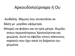 Αρκουδοπούρναρο ή Ου

Αειθαλής θάμνος που συναντάται σε
δάση με μεγάλα υψόμετρα.
Μπορεί να φτάσει και τα τρία μέτρα. Θυμίζει
  στους περισσότερους Χριστούγεννα και
  χειμώνα. Αυτό το οφείλει στους κόκκινους
  καρπούς που έχει κατά τη διάρκεια του
  χειμώνα.
 