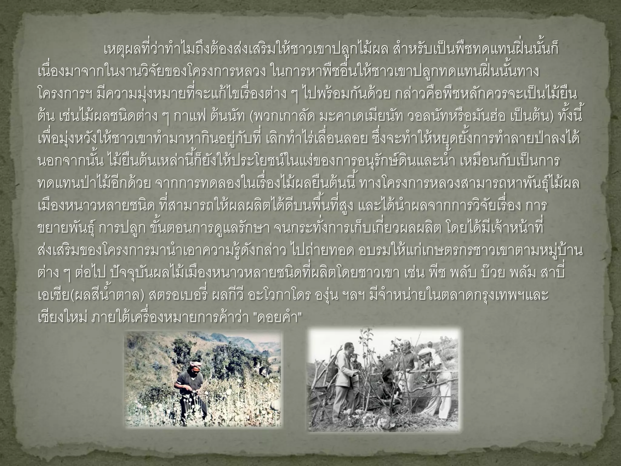 เหตุผลที่ว่าทาไมถึงต้ องส่งเสริ มให้ ชาวเขาปลูกไม้ ผล สาหรับเป็ นพืชทดแทนฝิ่ นนันก็
                                                                                               ้
เนื่องมาจากในงานวิจยของโครงการหลวง ในการหาพืชอื่นให้ ชาวเขาปลูกทดแทนฝิ่ นนันทาง
                         ั                                                             ้
โครงการฯ มีความมุ่งหมายที่จะแก้ ไขเรื่ องต่าง ๆ ไปพร้ อมกันด้ วย กล่าวคือพืชหลักควรจะเป็ นไม้ ยืน
ต้ น เช่นไม้ ผลชนิดต่าง ๆ กาแฟ ต้ นนัท (พวกเกาลัด มะคาเดเมียนัท วอลนัทหรื อมันฮ่อ เป็ นต้ น) ทังนี ้
                                                                                                   ้
เพื่อมุ่งหวังให้ ชาวเขาทามาหากินอยู่กบที่ เลิกทาไร่ เลื่อนลอย ซึงจะทาให้ หยุดยังการทาลายป่ าลงได้
                                         ั                         ่               ้
นอกจากนัน ไม้ ยืนต้ นเหล่านี ้ก็ยงให้ ประโยชน์ในแง่ของการอนุรักษ์ ดินและน ้า เหมือนกับเป็ นการ
             ้                    ั
ทดแทนป่ าไม้ อีกด้ วย จากการทดลองในเรื่ องไม้ ผลยืนต้ นนี ้ ทางโครงการหลวงสามารถหาพันธุ์ไม้ ผล
เมืองหนาวหลายชนิด ที่สามารถให้ ผลผลิตได้ ดีบนพื ้นที่สง และได้ นาผลจากการวิจยเรื่ อง การ
                                                            ู                        ั
ขยายพันธุ์ การปลูก ขันตอนการดูแลรักษา จนกระทังการเก็บเกี่ยวผลผลิต โดยได้ มีเจ้ าหน้ าที่
                           ้                             ่
ส่งเสริ มของโครงการมานาเอาความรู้ดงกล่าว ไปถ่ายทอด อบรมให้ แก่เกษตรกรชาวเขาตามหมู่บ้าน
                                           ั
ต่าง ๆ ต่อไป ปั จจุบนผลไม้ เมืองหนาวหลายชนิดที่ผลิตโดยชาวเขา เช่น พีช พลับ บ๊ วย พลัม สาบี่
                      ั
เอเซีย(ผลสีน ้าตาล) สตรอเบอรี่ ผลกีวี อะโวกาโดร องุ่น ฯลฯ มีจาหน่ายในตลาดกรุงเทพฯและ
เชียงใหม่ ภายใต้ เครื่ องหมายการค้ าว่า "ดอยคา"
 