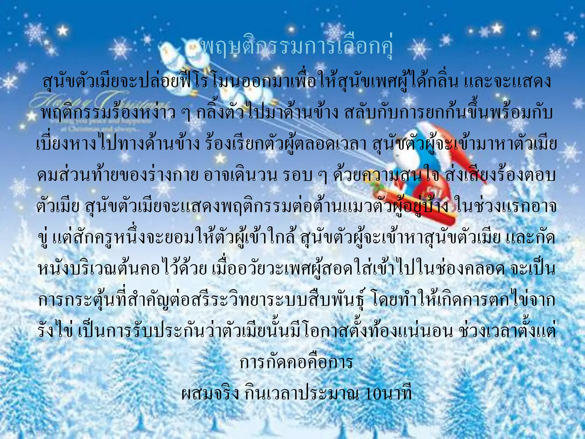 พฤษติกรรมการเลือกคุ่
 สุ นขตัวเมียจะปล่อยฟี โรโมนออกมาเพื่อให้สุนขเพศผูได้กลิ่น และจะแสดง
      ั                                           ั       ้
 พฤติกรรมร้องหง่าว ๆ กลิ้งตัวไปมาด้านข้าง สลับกับการยกก้นขึ้นพร้อมกับ
เบี่ยงหางไปทางด้านข้าง ร้องเรี ยกตัวผูตลอดเวลา สุ นขตัวผูจะเข้ามาหาตัวเมีย
                                       ้               ั       ้
ดมส่ วนท้ายของร่ างกาย อาจเดินวน รอบ ๆ ด้วยความสนใจ ส่ งเสี ยงร้องตอบ
                                                         ้ ่ ้
ตัวเมีย สุ นขตัวเมียจะแสดงพฤติกรรมต่อต้านแมวตัวผูอยูบาง ในช่วงแรกอาจ
              ั
ขู่ แต่สกครู หนึ่งจะยอมให้ตวผูเ้ ข้าใกล้ สุ นขตัวผูจะเข้าหาสุ นขตัวเมีย และกัด
        ั                  ั                   ั    ้            ั
หนังบริ เวณต้นคอไว้ดวย เมื่ออวัยวะเพศผูสอดใส่ เข้าไปในช่องคลอด จะเป็ น
                       ้                     ้
การกระตุนที่สาคัญต่อสรี ระวิทยาระบบสื บพันธุ์ โดยทาให้เกิดการตกไข่จาก
            ้
รังไข่ เป็ นการรับประกันว่าตัวเมียนั้นมีโอกาสตั้งท้องแน่นอน ช่วงเวลาตั้งแต่
                              การกัดคอคือการ
                      ผสมจริ ง กินเวลาประมาณ 10นาที
 